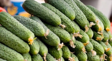 Popis odrůdy nakládaných okurek, jejich výnos a pěstování